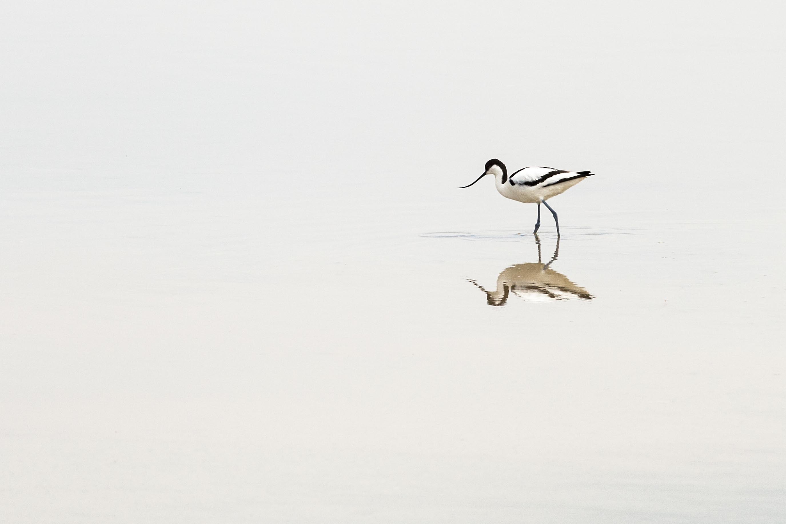 5198 Camargue Avocetta - Recurvirosta Avosetta -  Aigue Morte - Salin du Midi.jpg