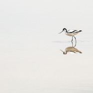 5198 Camargue Avocetta - Recurvirosta Avosetta -  Aigue Morte - Salin du Midi.jpg