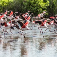 5084 Camargue - Fenicotteri in partenza -  S. Maries de la Mer.jpg